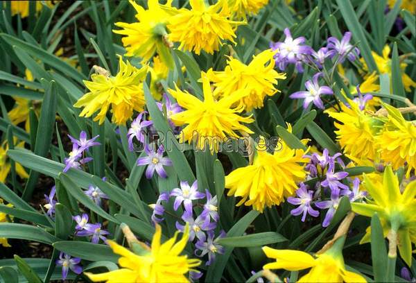 Scilla sibirica with Rip Van Winkle daffodil