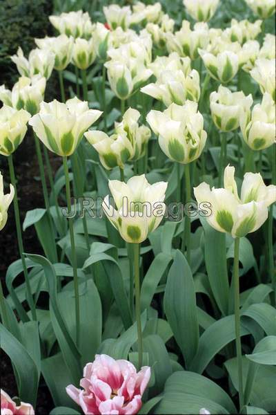 Tulipa viridiflora 'Spring Green'