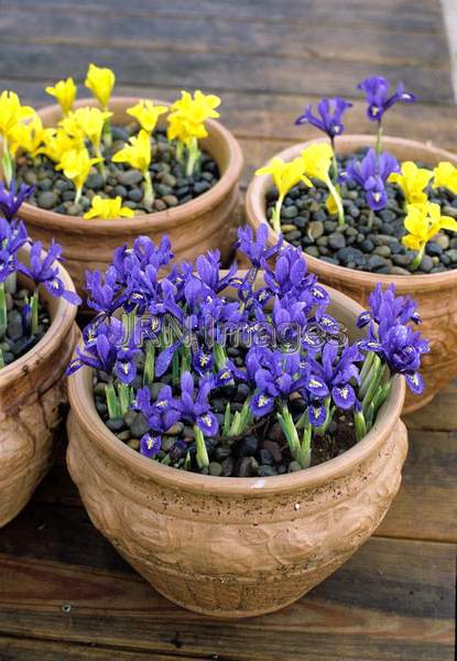 Iris reticulata