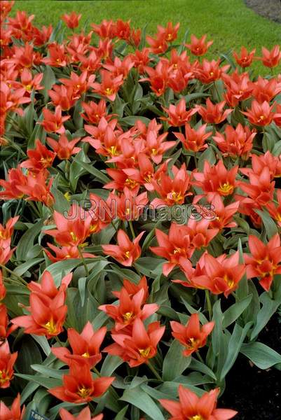 Tulipa fosteriana 'Pink Emperior'