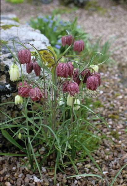 Fritillaria meleagris