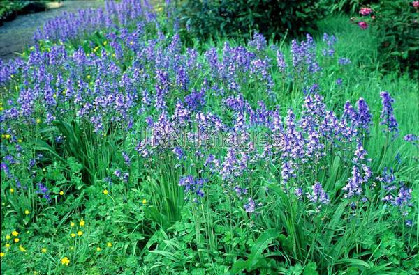 Hyacinthoides hispanicus