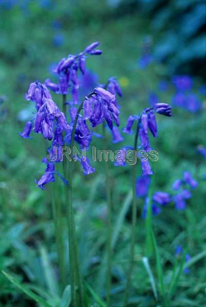 Scilla non-scriptus