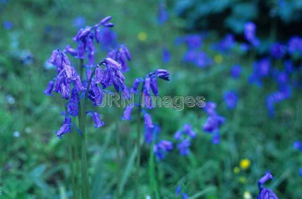 Scilla non-scriptus