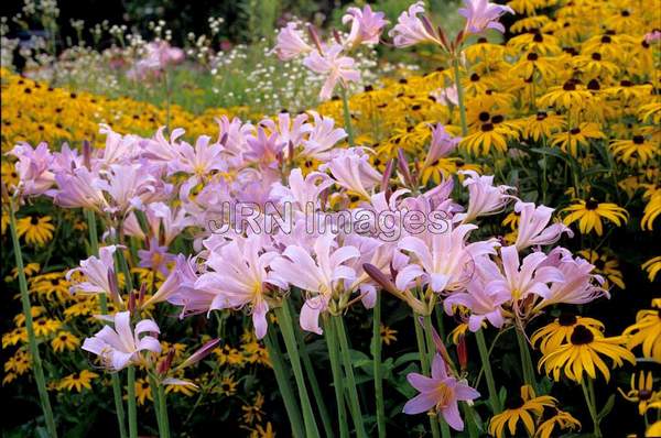 Lycoris squamigera