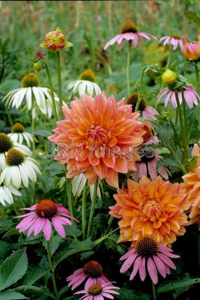 Dahlia 'Otto's Thrill'