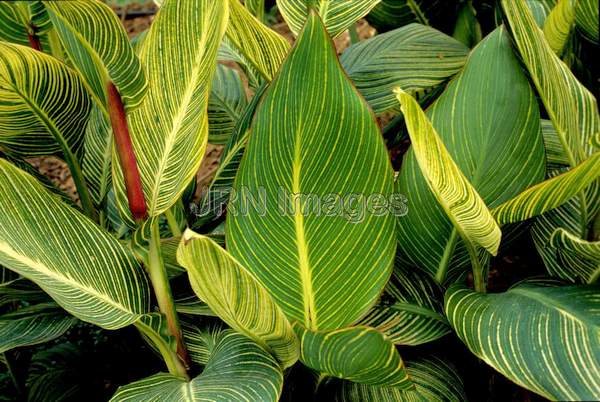 Canna x generalis 'Pretoria'