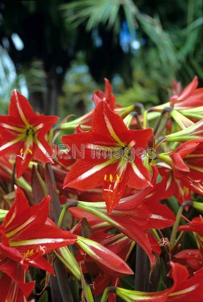 Hippeastrum belladonna