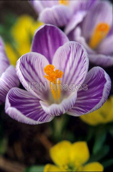 Crocus vernus 'Pickwick'