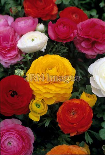 Ranunculus asiatica mixed colors