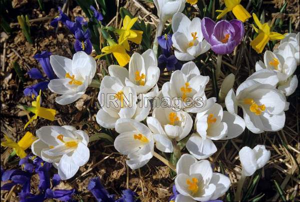 Crocus vernus 'Jeanne d'Arc'