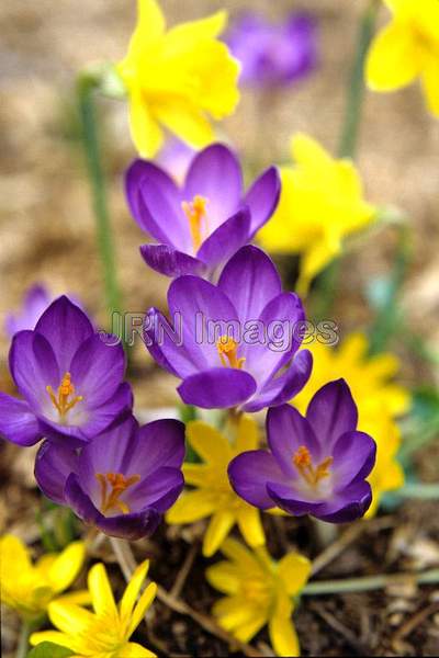 Crocus tommasinianus 'Ruby Giant'