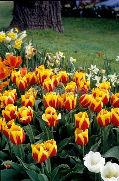 Tulipa 'Keizerskroon'