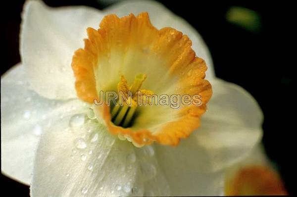 Narcissus 'Rainbow'