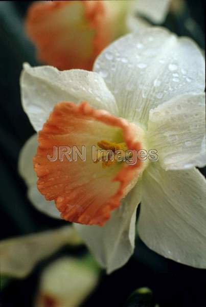 Narcissus 'Pink Charm'