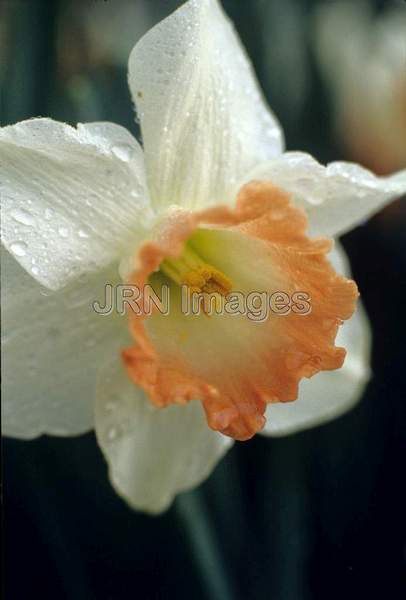 Narcissus 'Rainbow'