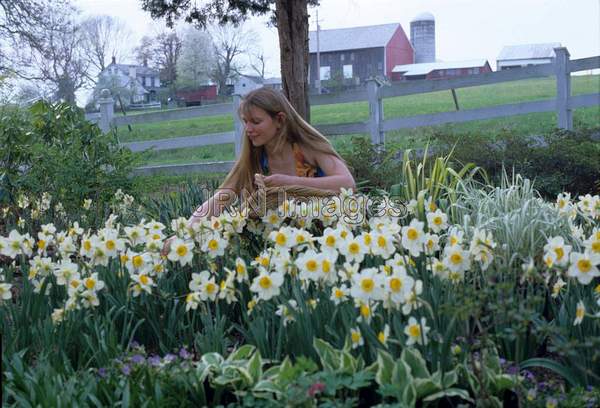 Narcissus 'Flower Record'