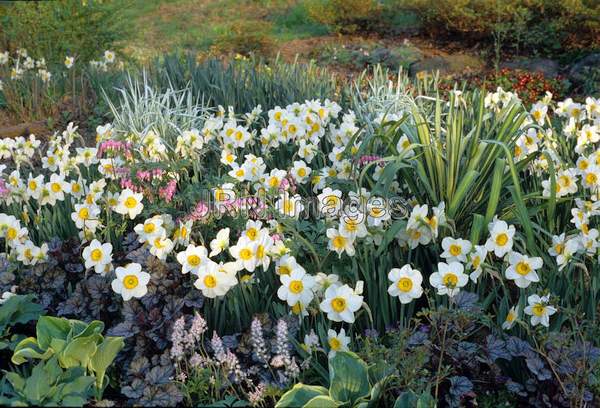 Narcissus 'Flower Record'