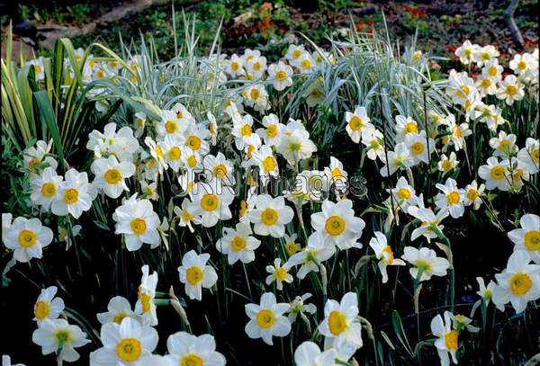 Narcissus 'Flower Record'