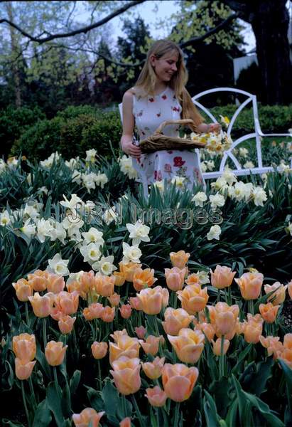 Tulipa 'Apricot Beauty'