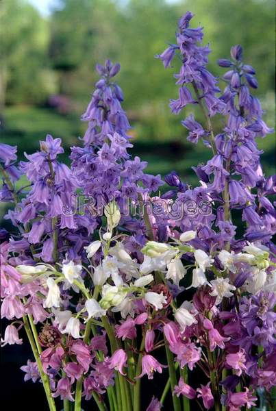 Hyacinthoides hispanica