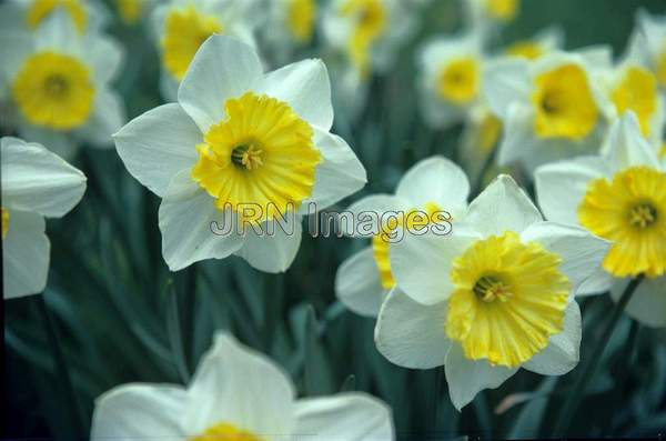 Narcissus 'Duke of Windsor'