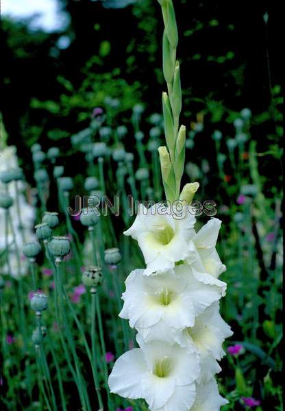 Gladiolus hybrid