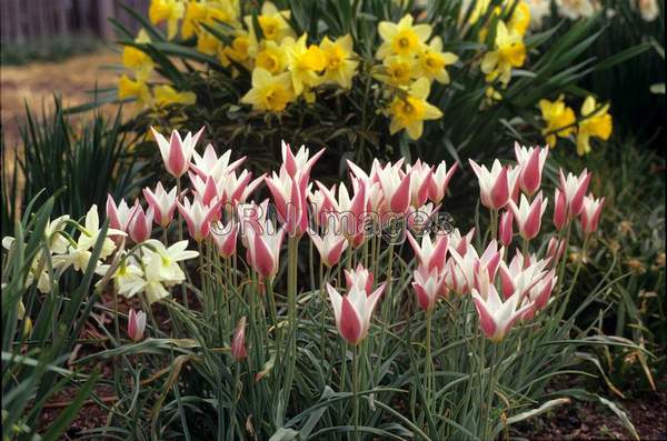 Tulipa clusiana