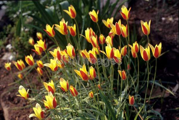 Tulipa chrysantha