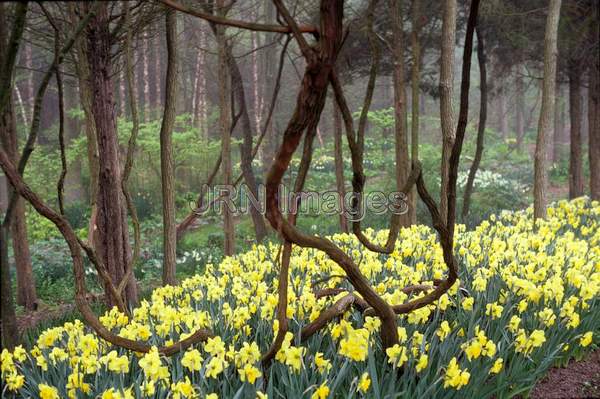 Narcissus 'Bestseller' in woodland