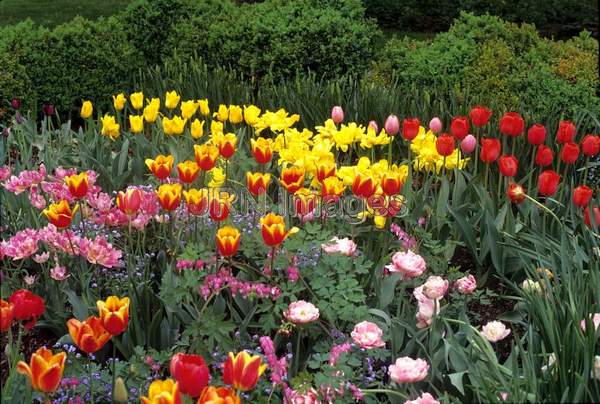 Tulipa mixed kinds