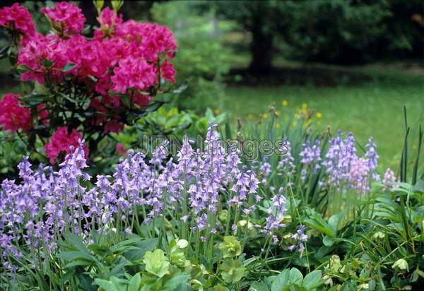 Hyacinthoides hispanica