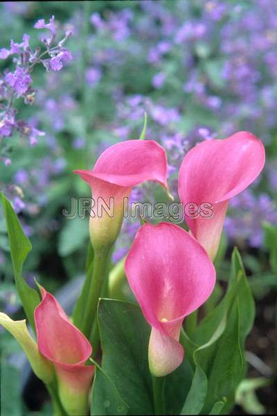 Zantedeschia rehmannii