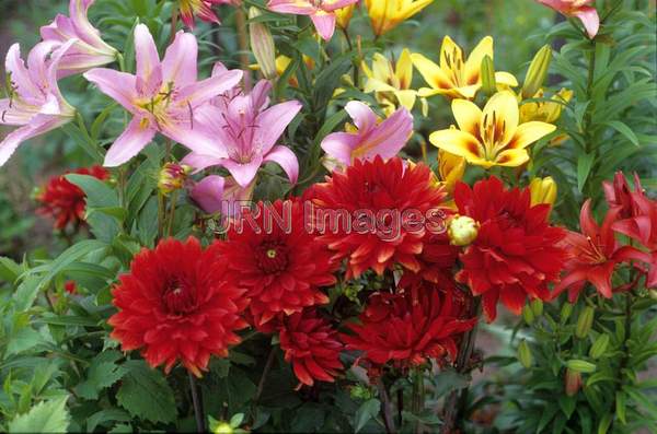 Dahlia 'Babylon Red'