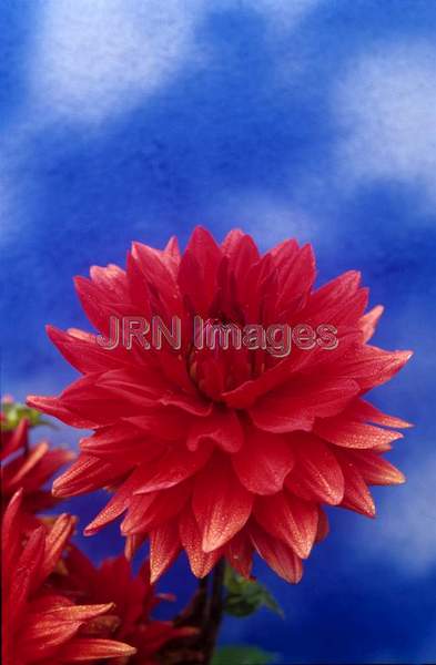 Dahlia 'Babylon Red'