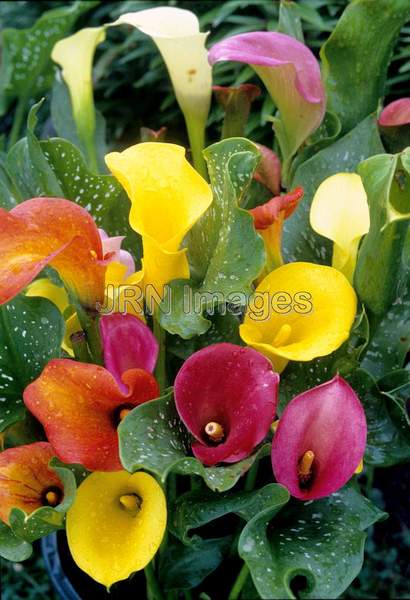 Zantedeschia hybrid 'Mixed Colors'