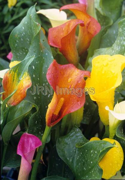 Zantedeschia hybrids 'Mixed Colors'