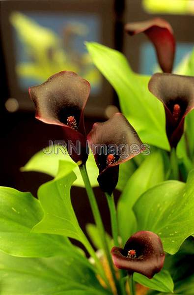 Zantedeschia hybrid 'Black'