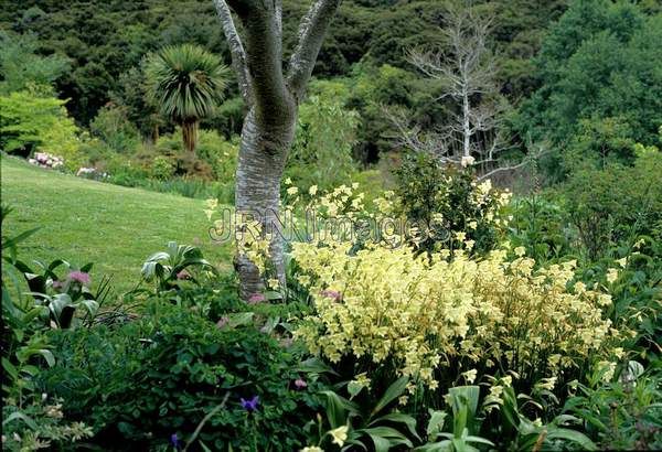 Gladiolus tristis