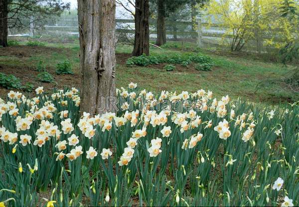 Narcissus 'Pink Charm'