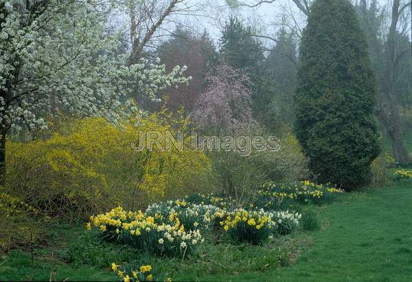 Narcissus naturalized