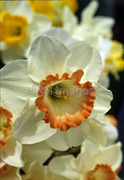 Narcissus 'Pink Charm'