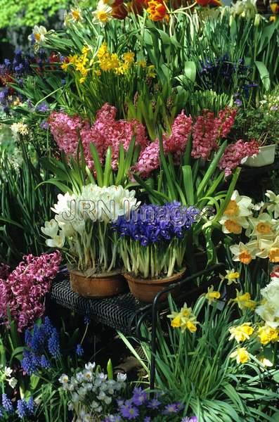 Mixed bulb varieties