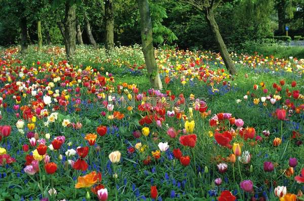 Tulipa mixed kinds