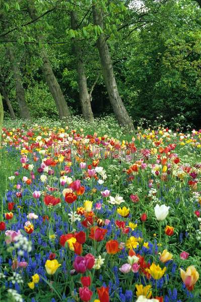 Tulipa mixed kinds