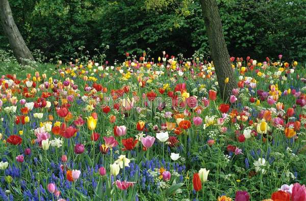 Tulipa mixed kinds