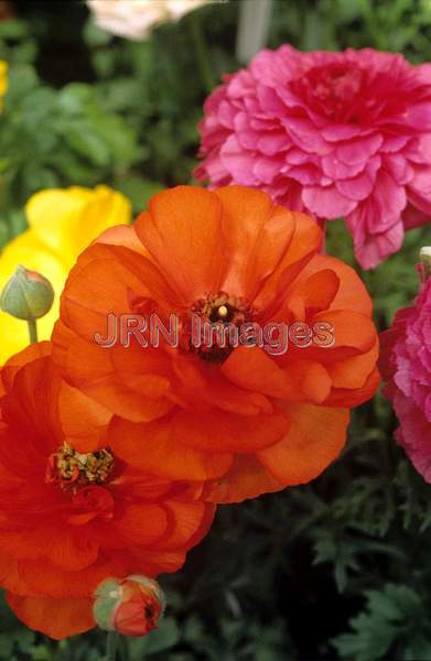 Ranunculus asiatica