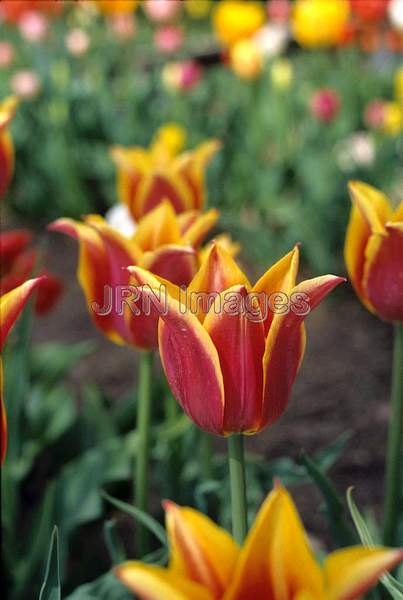 Tulipa 'Queen of Sheba'