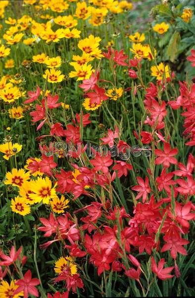 Schizostylis coccinea