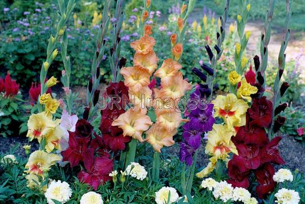 Gladiolus hybrids